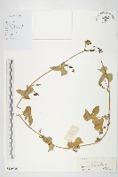 紅花野牽牛藏品圖，第1張