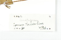 紅花野牽牛藏品圖，第3張