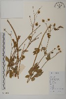 大花咸豐草藏品圖，第1張