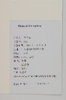 大花咸豐草藏品圖，第2張