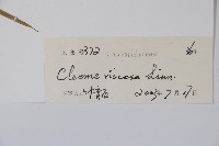 向天黃藏品圖，第2張