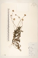 長柄菊藏品圖，第1張