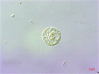 吐煙花藏品圖，第2張