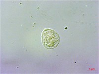 吐煙花藏品圖，第3張