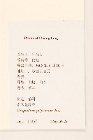 多莖鼠麴草藏品圖，第2張