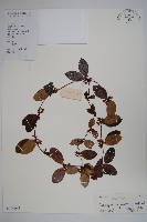 弓果藤藏品圖，第1張