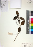 苦林盤藏品圖，第1張