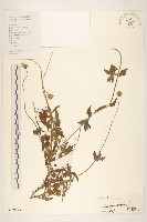 長柄菊藏品圖，第1張