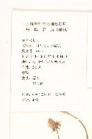 長柄菊藏品圖，第2張