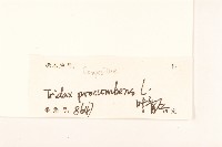 長柄菊藏品圖，第3張