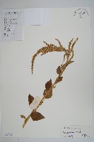 野莧菜藏品圖，第1張