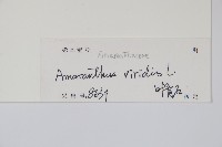 野莧菜藏品圖，第2張