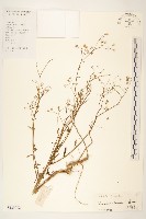 一枝香藏品圖，第1張