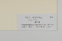 蘄艾、芙蓉菊藏品圖，第3張