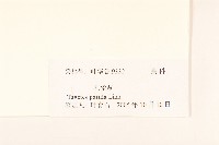 孔雀草、紅黃草、萬壽菊藏品圖，第3張