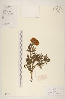 西番菊、萬壽菊藏品圖，第1張