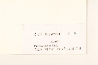 西番菊、萬壽菊藏品圖，第3張