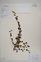 小葉厚殼樹、基及樹藏品圖，第1張