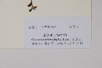 小葉厚殼樹、基及樹藏品圖，第2張