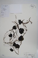 洋落葵、心葉落葵藏品圖，第1張