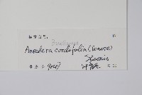 洋落葵、心葉落葵藏品圖，第2張