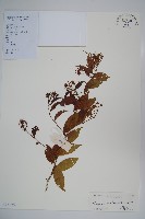 廣州山柑藏品圖，第1張