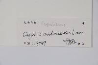 廣州山柑藏品圖，第2張