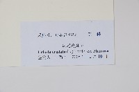 鳳尾雞冠花藏品圖，第2張