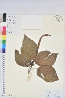 紅花鐵莧、長穗鐵莧藏品圖，第1張