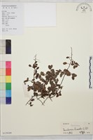 小葉黃鱔藤藏品圖，第1張