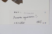 番荔枝、釋迦果、佛頭果藏品圖，第2張