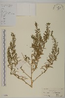 臭杏、土荊芥藏品圖，第1張