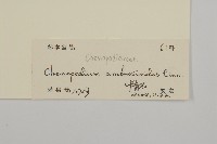 臭杏、土荊芥藏品圖，第3張