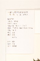 王爺葵、五瓜金英藏品圖，第2張