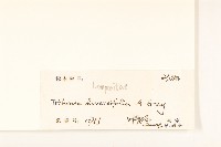 王爺葵、五瓜金英藏品圖，第3張