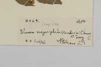 大頭艾納香藏品圖，第3張