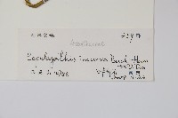 鱗花草藏品圖，第2張