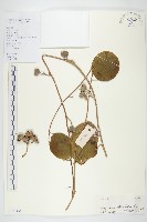 鈍葉朝顏藏品圖，第1張