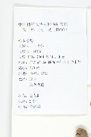 鈍葉朝顏藏品圖，第2張