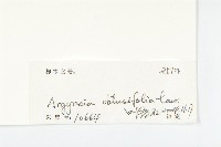 鈍葉朝顏藏品圖，第3張