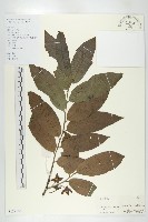 信宜柿藏品圖，第4張