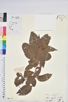 扛香藤藏品圖，第1張