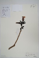 黃蟬藏品圖，第1張