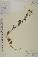 油菊、野菊藏品圖，第1張