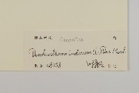 油菊、野菊藏品圖，第3張