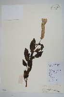 登錄號:S129176藏品圖，第1張