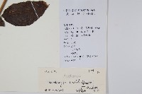 立鶴花藏品圖，第2張