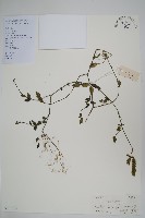 狗骨柴藏品圖，第1張