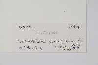 狗骨柴藏品圖，第2張