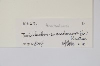 野漆、木臘樹藏品圖，第2張